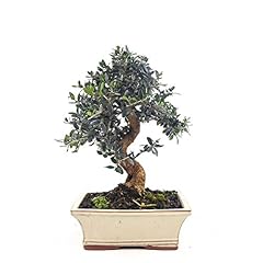 Bonsaï bonzaï olive d'occasion  Livré partout en France