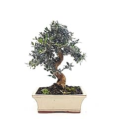 Bonsai olif acebuche d'occasion  Livré partout en France