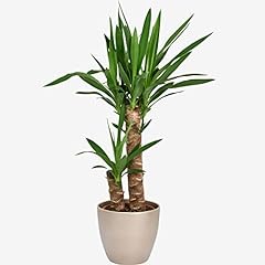 Yucca stem 85cm for sale  Delivered anywhere in Ireland