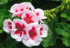 New 10pcs geraniums for sale  Delivered anywhere in USA 