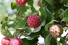 Asiatischer blüten hartriegel gebraucht kaufen  Wird an jeden Ort in Deutschland