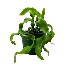 Bubbleblooms curly sue for sale  Delivered anywhere in USA 