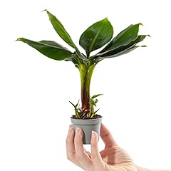 Baby banana plant for sale  Delivered anywhere in UK