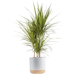 Costa farms dracaena for sale  Delivered anywhere in USA 