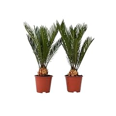Plant box cycas usato  Spedito ovunque in Italia 