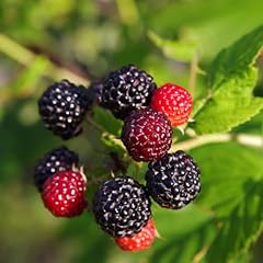 Tahi black raspberry for sale  Delivered anywhere in USA 