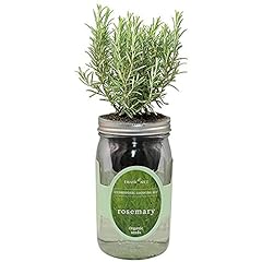 Environet hydroponic herb for sale  Delivered anywhere in USA 