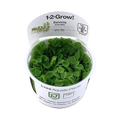 Tropica salvinia auriculata gebraucht kaufen  Wird an jeden Ort in Deutschland