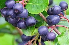 Aronia mckenzie black for sale  Delivered anywhere in USA 