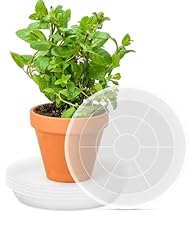 Pacetap inch plant for sale  Delivered anywhere in USA 