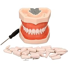 Dental zähne modell gebraucht kaufen  Wird an jeden Ort in Deutschland