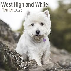 West highland white gebraucht kaufen  Wird an jeden Ort in Deutschland