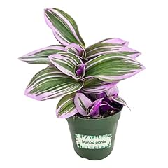 Bumble plants live for sale  Delivered anywhere in USA 