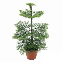 Plant box araucaria d'occasion  Livré partout en Belgiqu