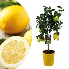 Plant box citrus d'occasion  Livré partout en France