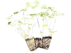 Aquilegia canadensis wild for sale  Delivered anywhere in USA 