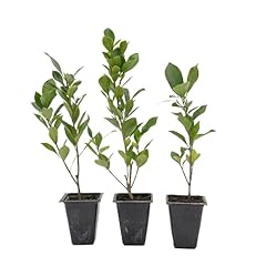 Indian laurel figs for sale  Delivered anywhere in USA 