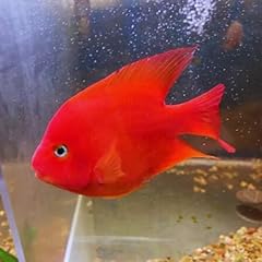 Blood red parrot for sale  Delivered anywhere in USA 