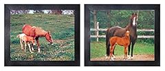 Arabian morgan mare for sale  Delivered anywhere in USA 