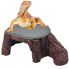 Gxsdj bearded dragon for sale  Delivered anywhere in UK