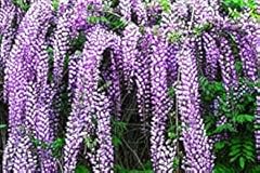 Pianta glicine wisteria usato  Spedito ovunque in Italia 