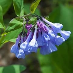 Chuxay garden seeds for sale  Delivered anywhere in USA 