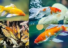 Swimming creatures assorted for sale  Delivered anywhere in USA 
