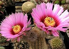 Portal cool echinocereus usato  Spedito ovunque in Italia 