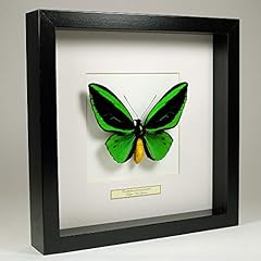 Museumwinkel.com ornithoptera  for sale  Delivered anywhere in UK