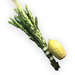 Etrog and lulav for sale  Delivered anywhere in USA 
