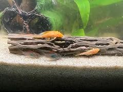 Live juvenile albino for sale  Delivered anywhere in USA 