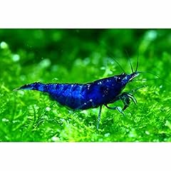 Shrimprack neocaridina freshwa for sale  Delivered anywhere in USA 
