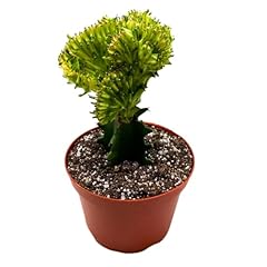 Bubbleblooms variegated mermai for sale  Delivered anywhere in USA 
