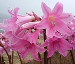 Pink belladonna lily for sale  Delivered anywhere in USA 