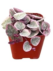 Succulents plants live for sale  Delivered anywhere in USA 