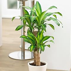 Yougarden dragon tree for sale  Delivered anywhere in UK