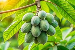 Pawpaw tree seedlings for sale  Delivered anywhere in USA 