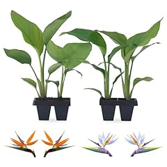 Bird paradise plants for sale  Delivered anywhere in USA 