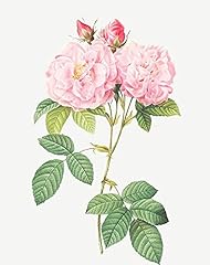 Italian damask rose for sale  Delivered anywhere in USA 
