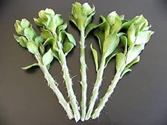 Pereskiopsis spathulata grafti for sale  Delivered anywhere in USA 