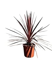 Tropictrees cordyline australi gebraucht kaufen  Wird an jeden Ort in Deutschland