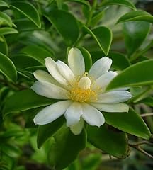 10pcs fresh pereskia for sale  Delivered anywhere in UK