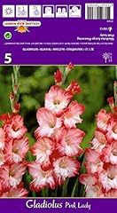 Ausverkauf gladiolenzwiebeln g gebraucht kaufen  Wird an jeden Ort in Deutschland