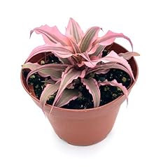 Cryptanthus hot pink for sale  Delivered anywhere in USA 