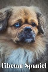 Tibetan spaniel dog for sale  Delivered anywhere in UK