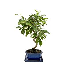 Giardini giulia bonsai usato  Spedito ovunque in Italia 