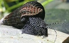 Aquatics black spotted for sale  Delivered anywhere in UK