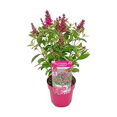 Bloomique buddleja butterfly gebraucht kaufen  Wird an jeden Ort in Deutschland