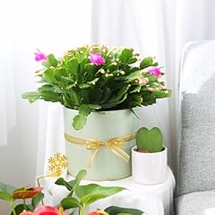 Christmas cactus thanksgiving for sale  Delivered anywhere in USA 