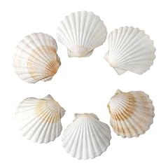 Pcs scallop shells for sale  Delivered anywhere in Ireland